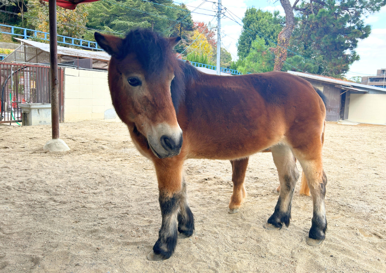 池田動物園　お正月イベント2026
