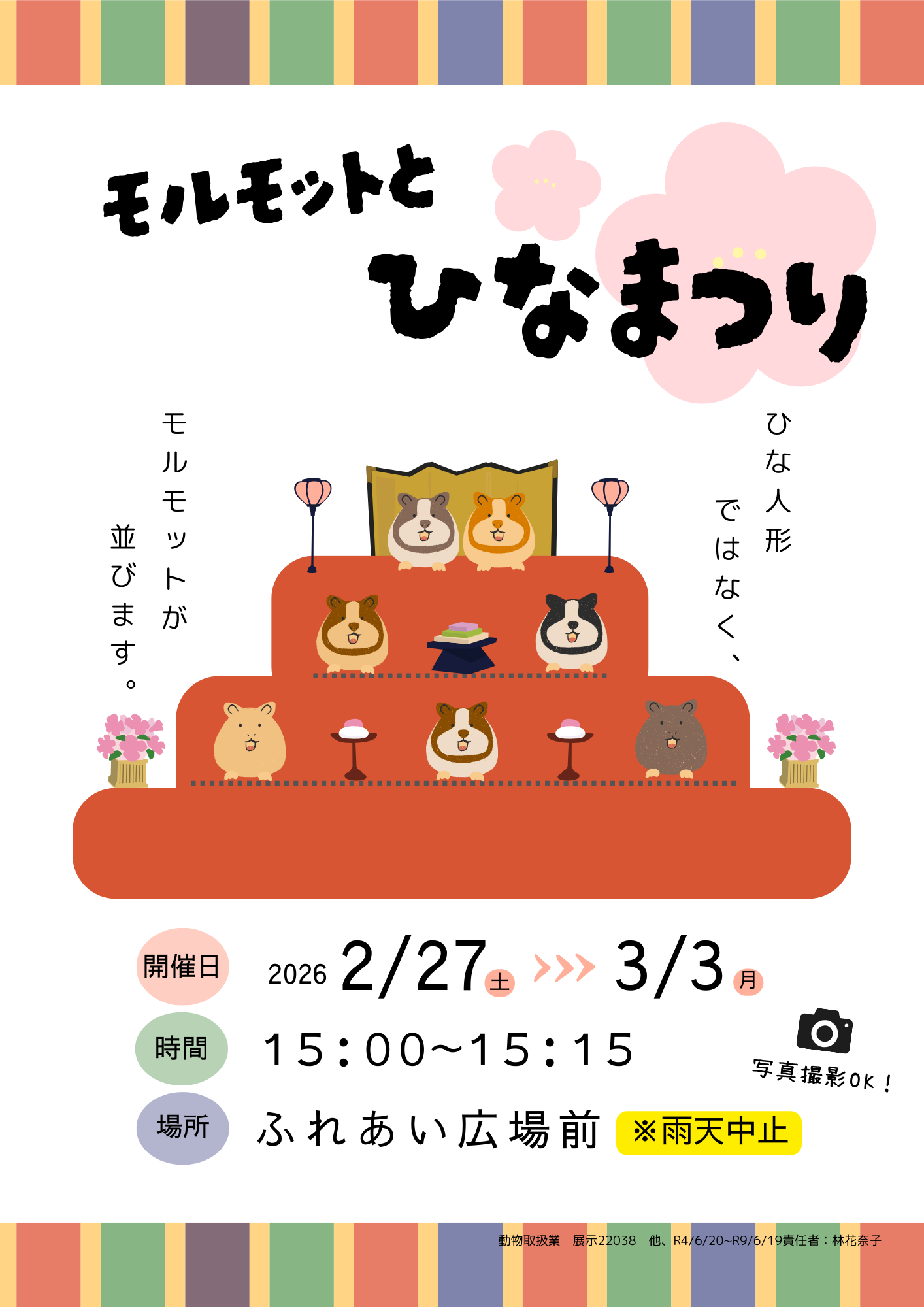 モルモットとひなまつり