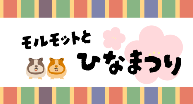 モルモットとひなまつり