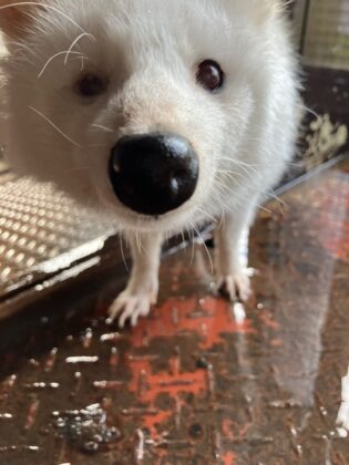 ホンドタヌキ「こゆき」死亡のご報告