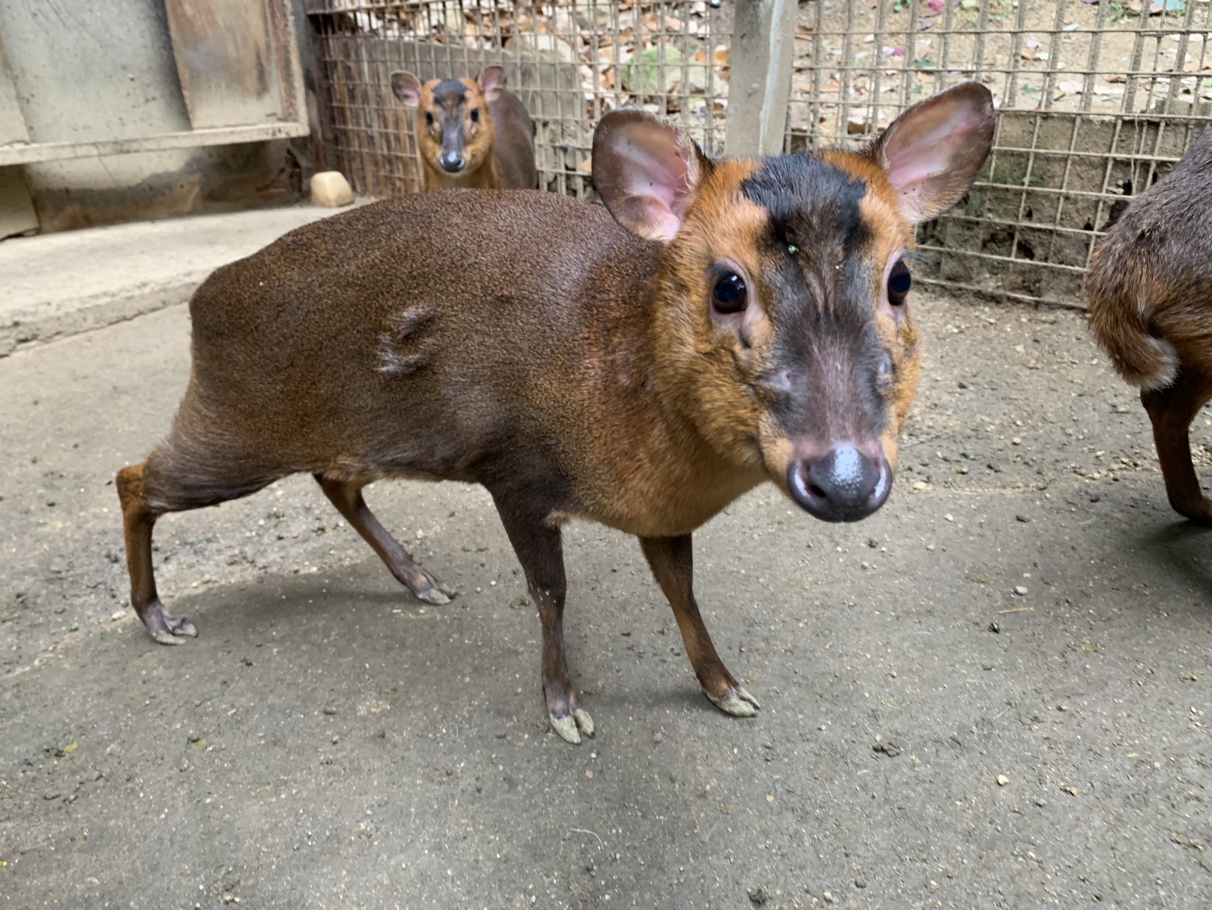 キョンの「ぼたん」が亡くなりました
