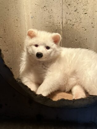 ホンドタヌキ「こゆき」死亡のご報告