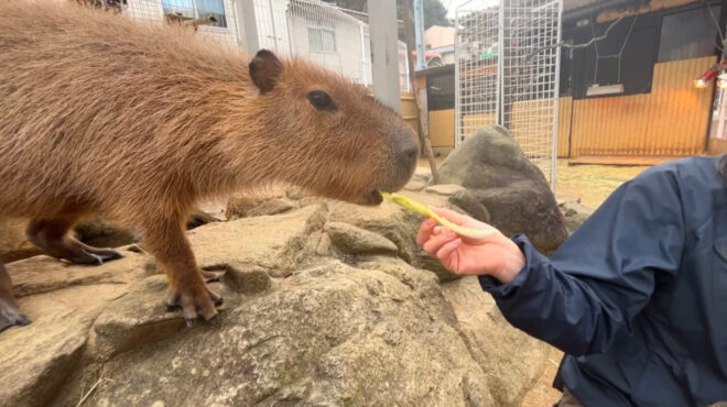 春のマシマシフェスティバル2026