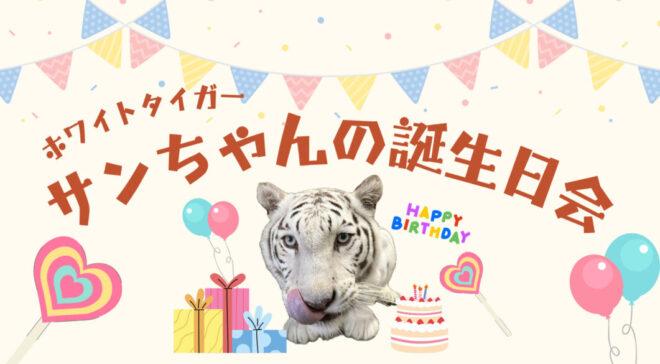 ホワイトタイガー「サン」ちゃんの誕生日会