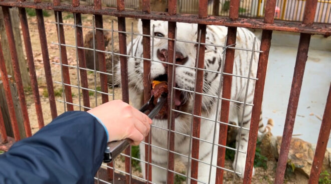 春のマシマシフェスティバル2026