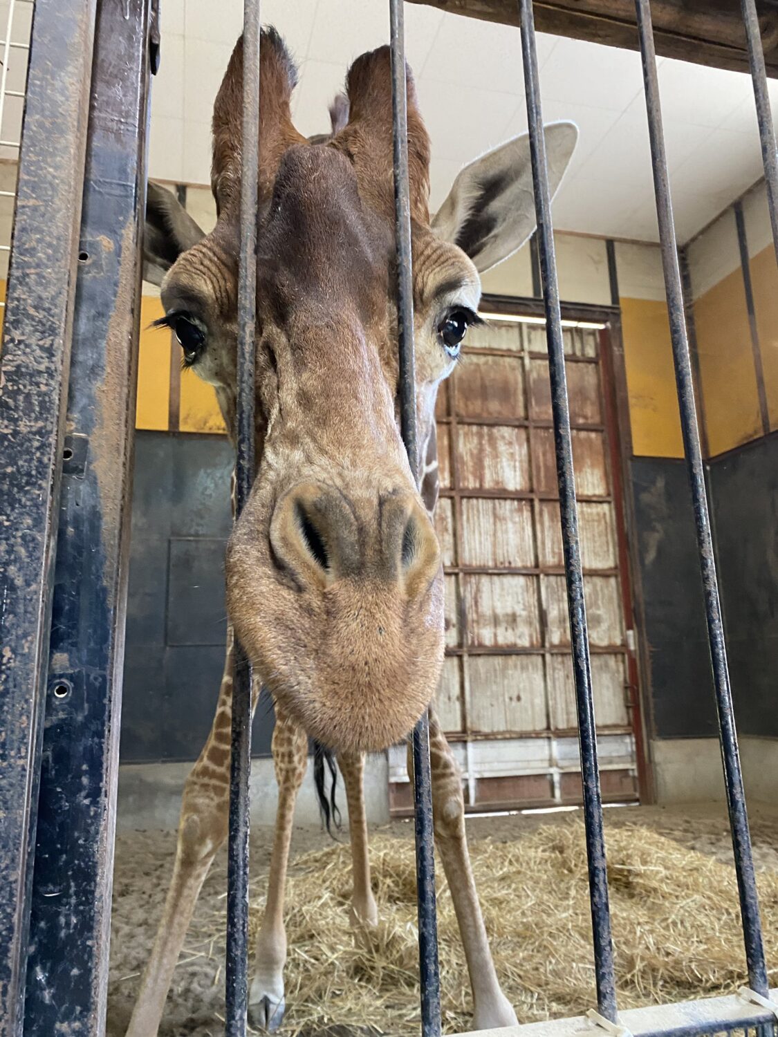 「飼育の日2026」特別イベント