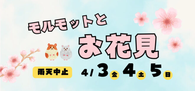 モルモットとお花見