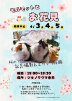 モルモットとお花見