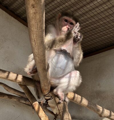 ボンネットモンキー「ボン」が亡くなりました