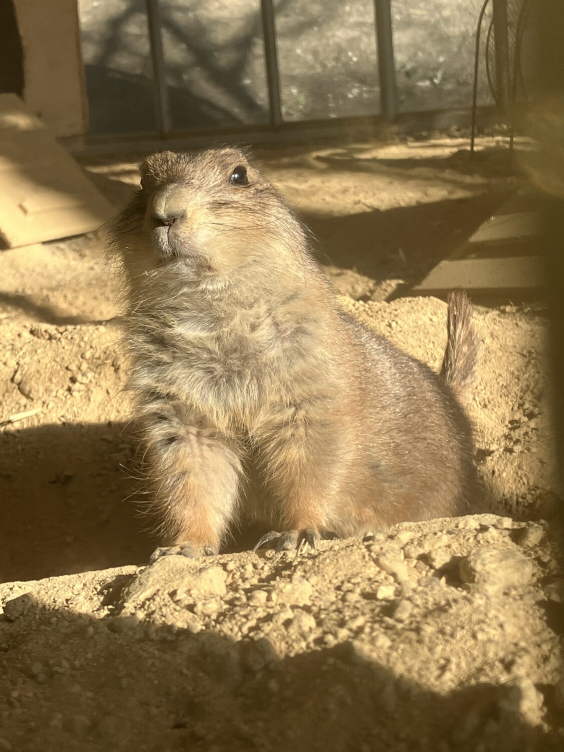 プレーリードッグ「ローズ」が亡くなりました