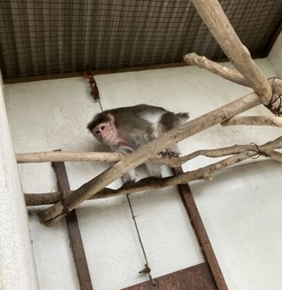 ボンネットモンキー「ボン」が亡くなりました