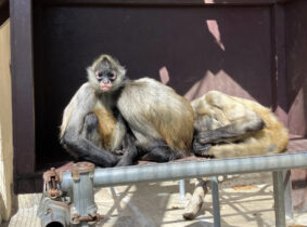 クモザル新聞始めました！