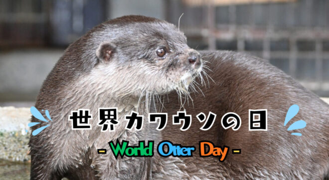 世界カワウソの日2026特別イベント
