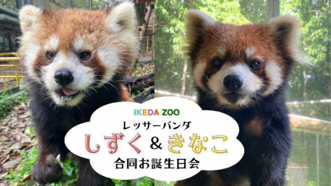 レッサーパンダ合同誕生日会