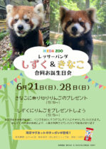 レッサーパンダ合同誕生日会