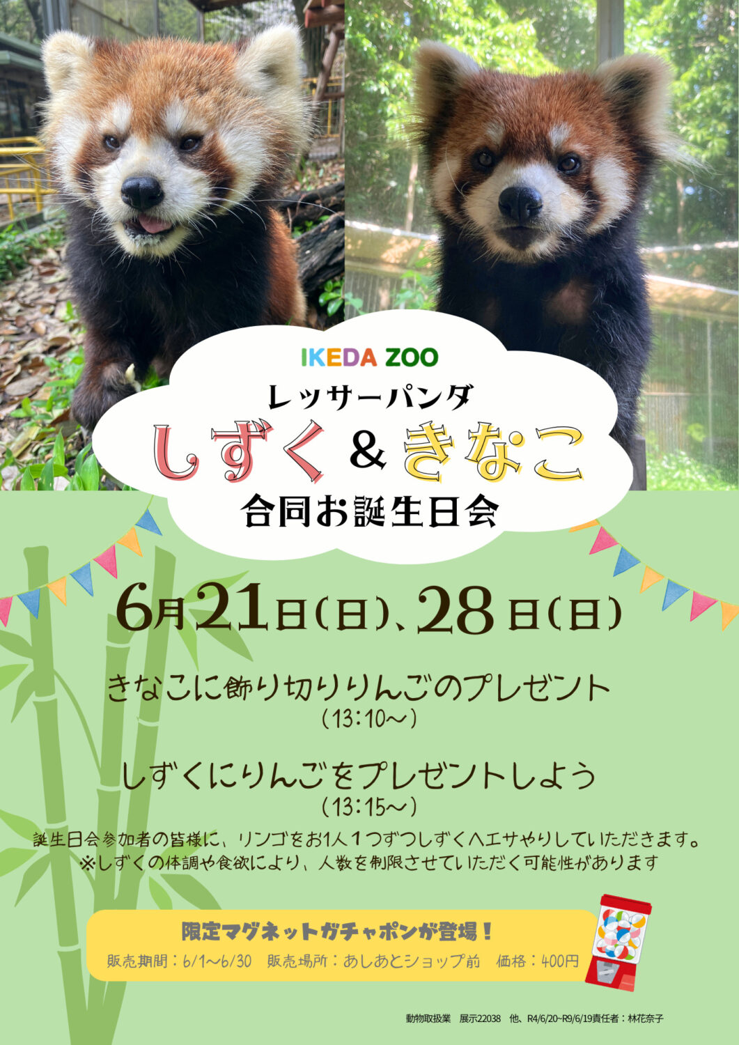 レッサーパンダ合同誕生日会