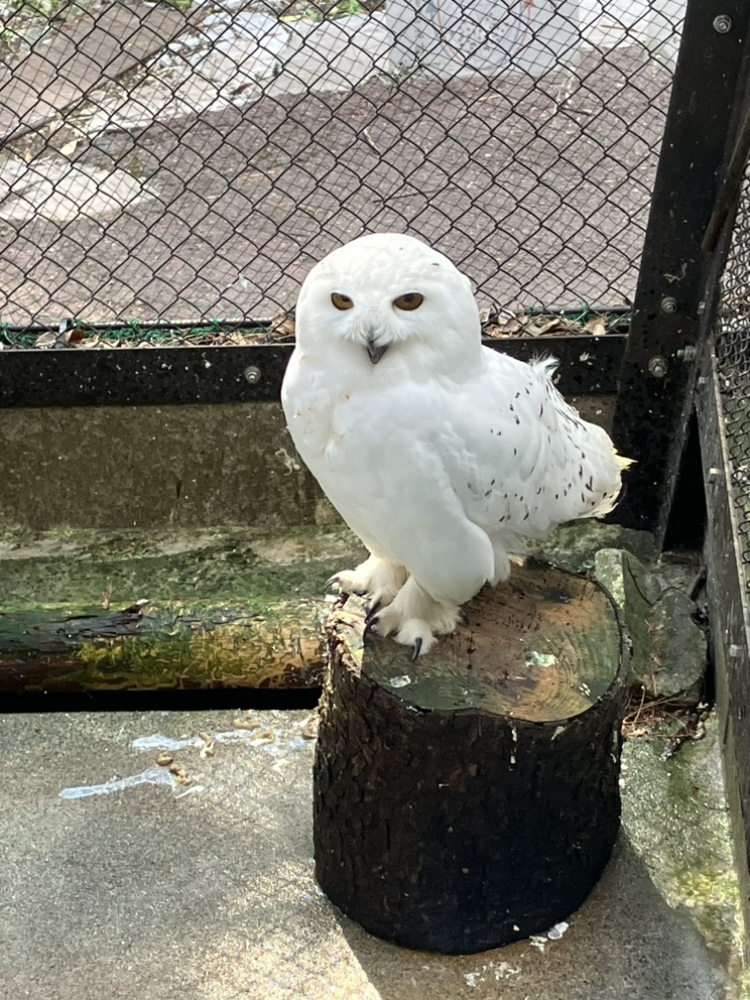 シロフクロウ「バニラ」死亡のご報告