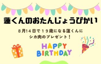 ブチハイエナ「蓮」のお誕生日会