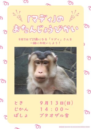 ブタオザル「マディ」のお誕生日会