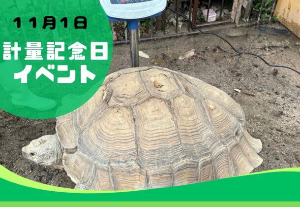 『計量記念日イベント』ケヅメリクガメ「ケーヅー」とアミメキリン「サンタロウ」の体重測定
