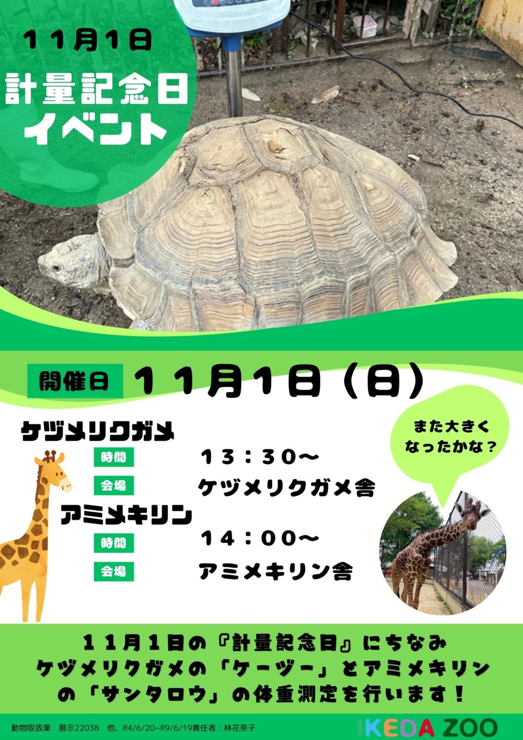 『計量記念日イベント』ケヅメリクガメ「ケーヅー」とアミメキリン「サンタロウ」の体重測定